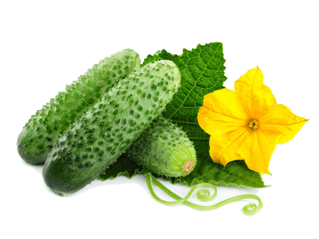 Огурцы короткоплодные  1