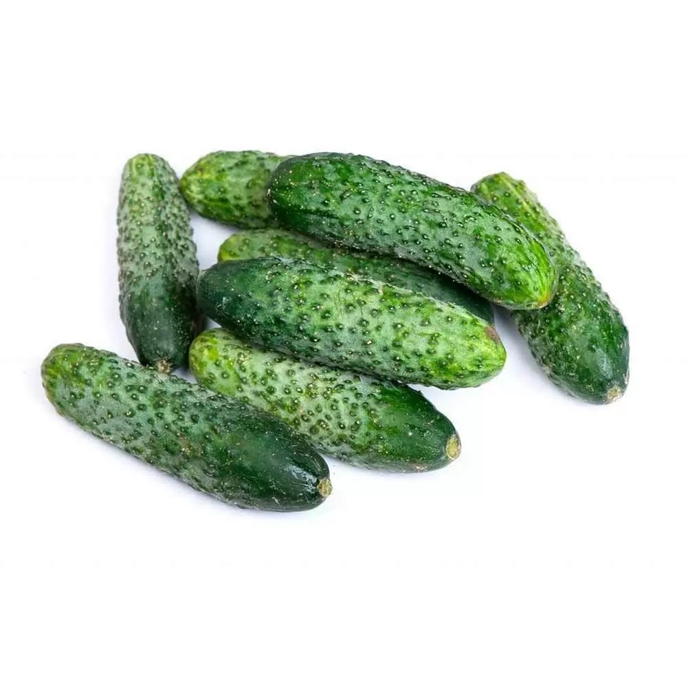 Огурцы короткоплодные грунтовые  1