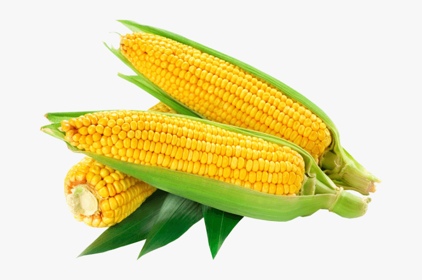 Кукуруза свежая 1