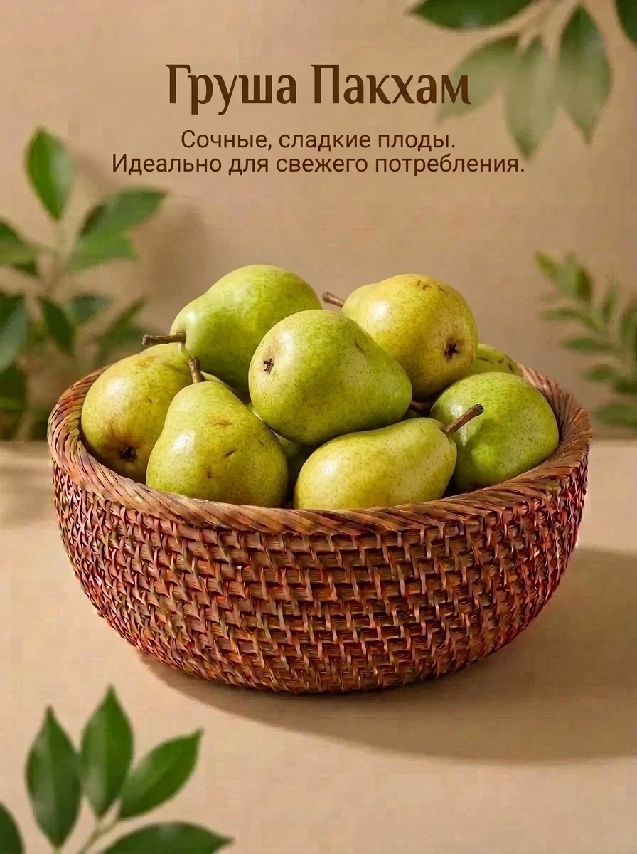 Груша Пакхам 1