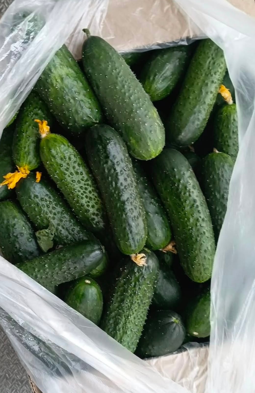 Огурцы короткоплодные  1
