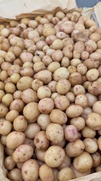 Картофель белый БЕБИ 1