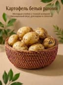 Картофель белый ранний 1