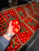 Томат Махито 140 2