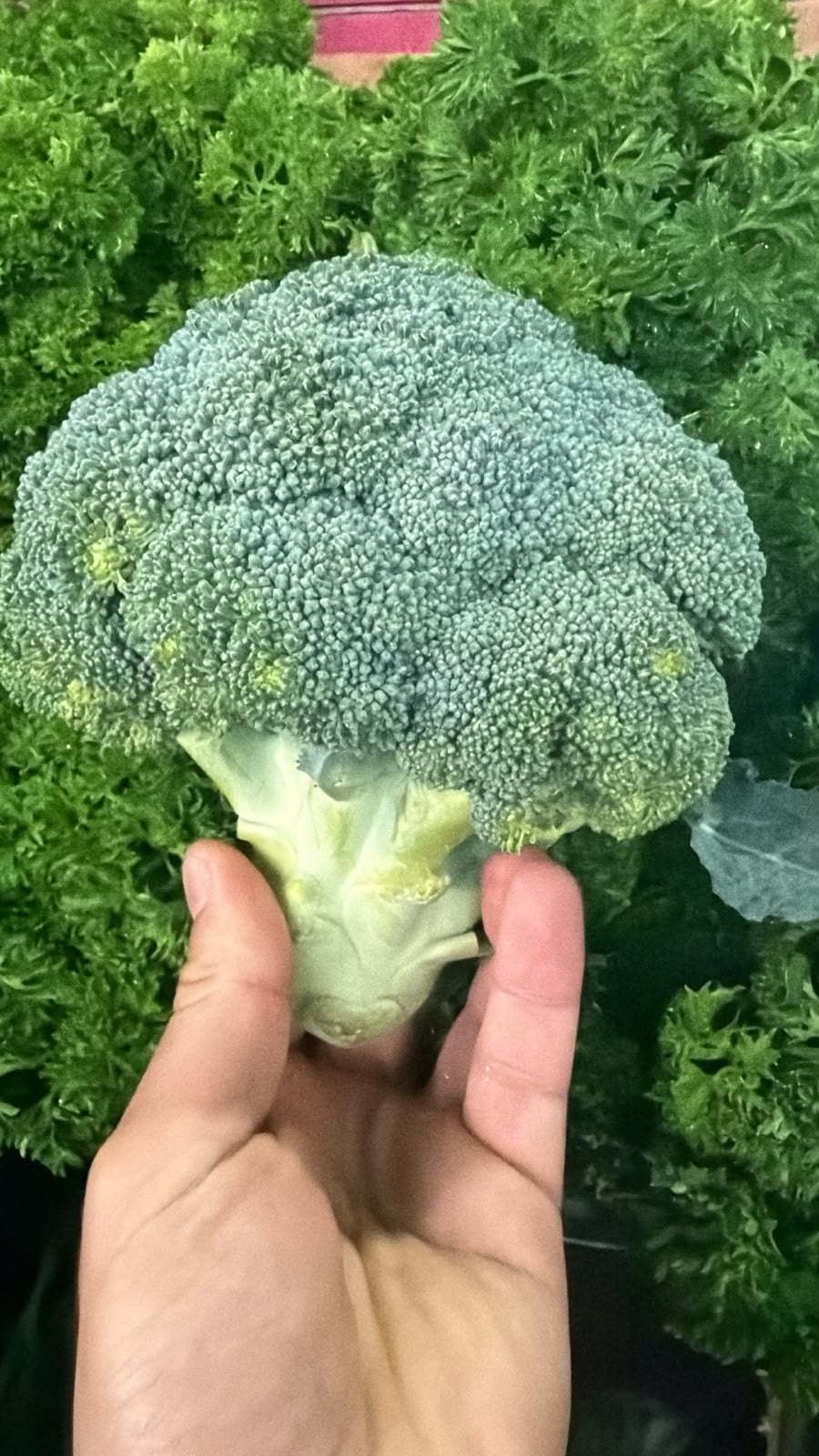 Капуста Брокколи 1