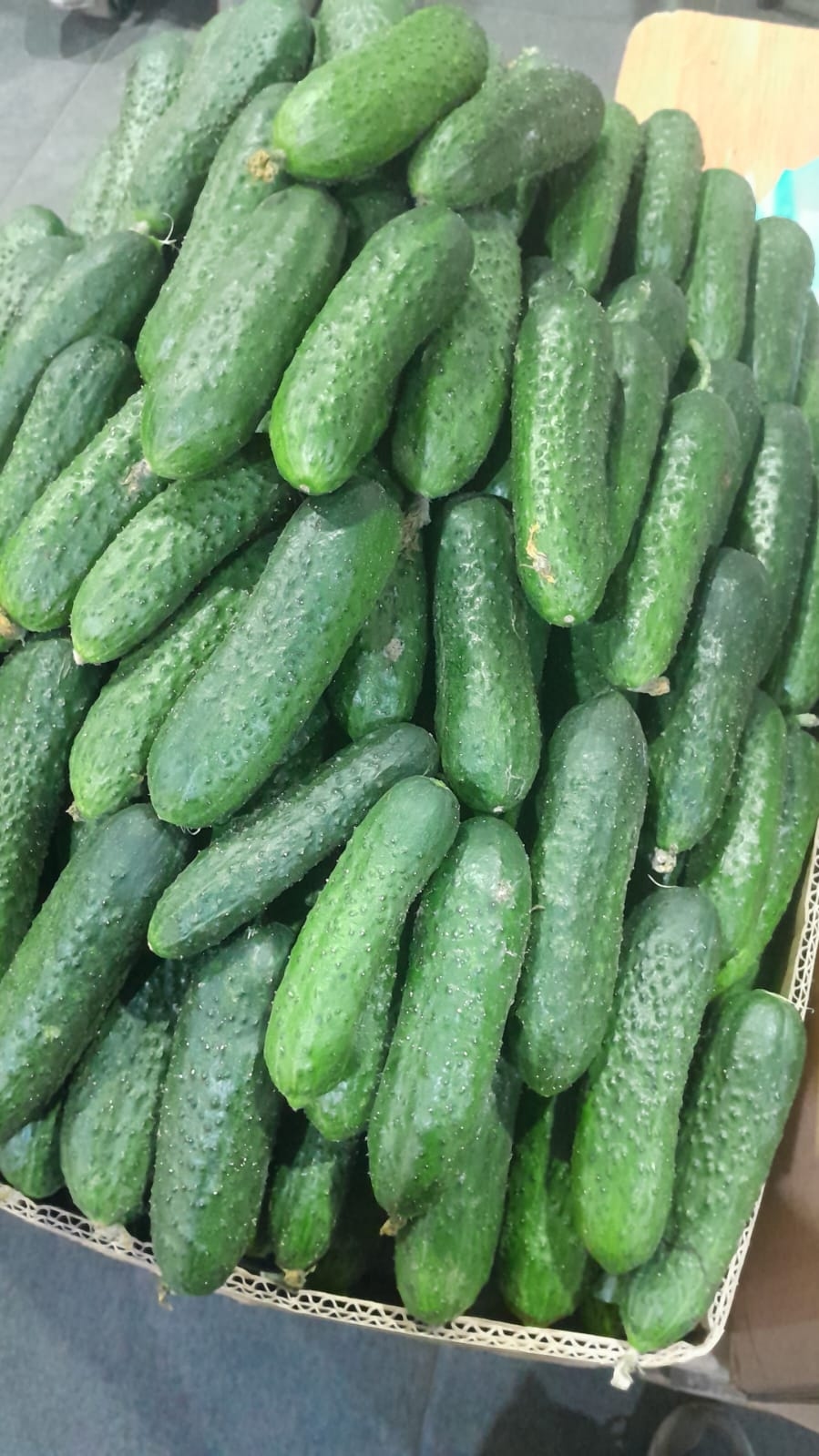 Огурцы короткоплодные грунтовые 1