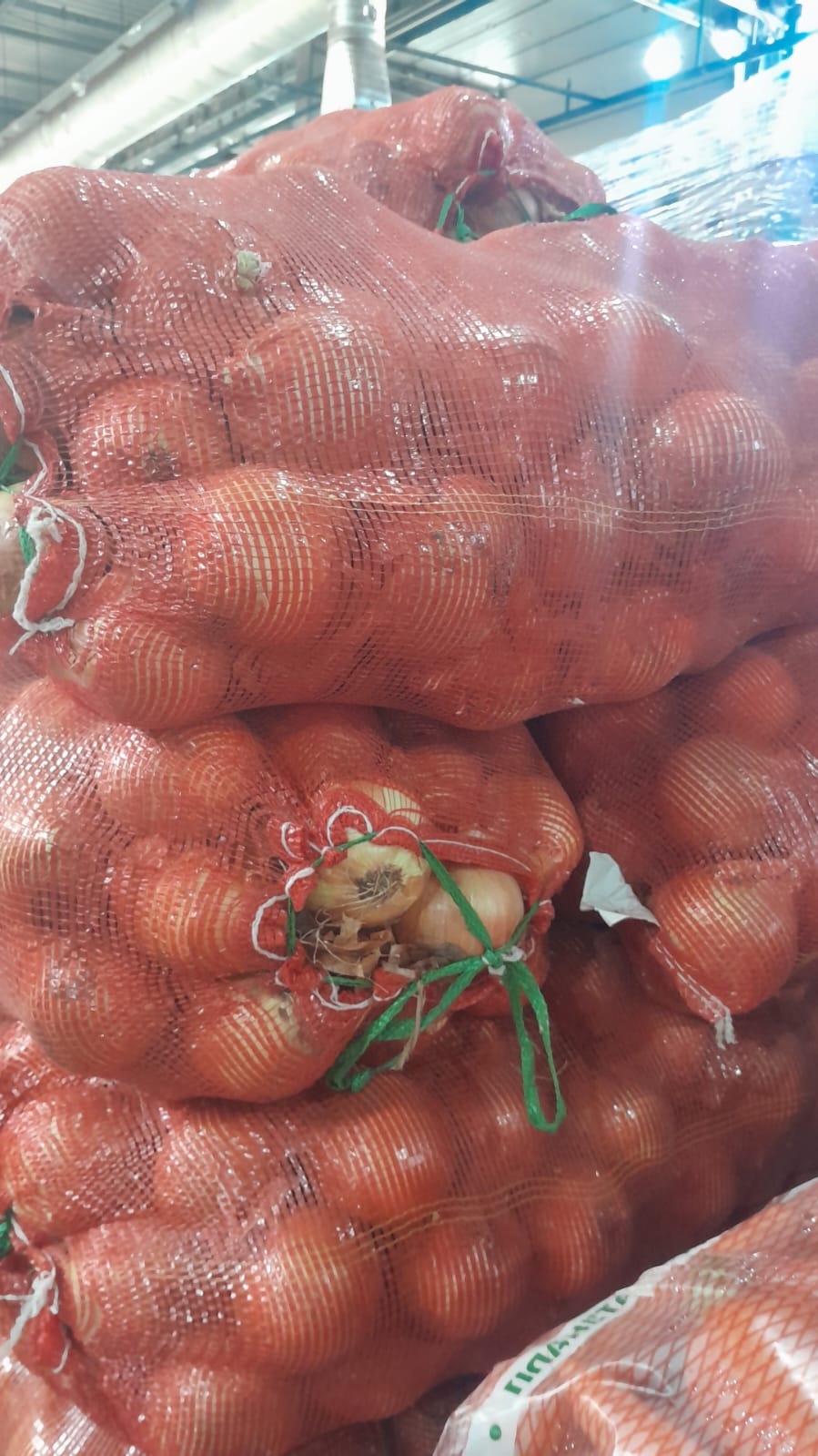 Лук репчатый 1