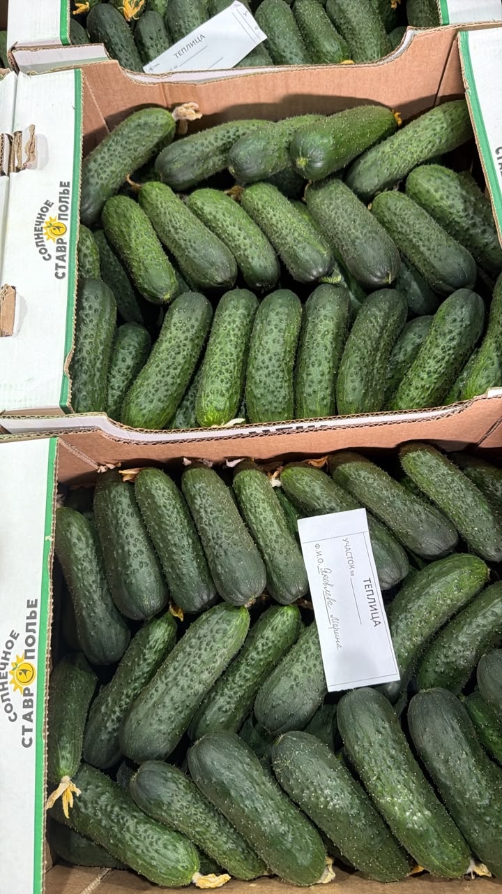 Огурцы короткоплодные 1