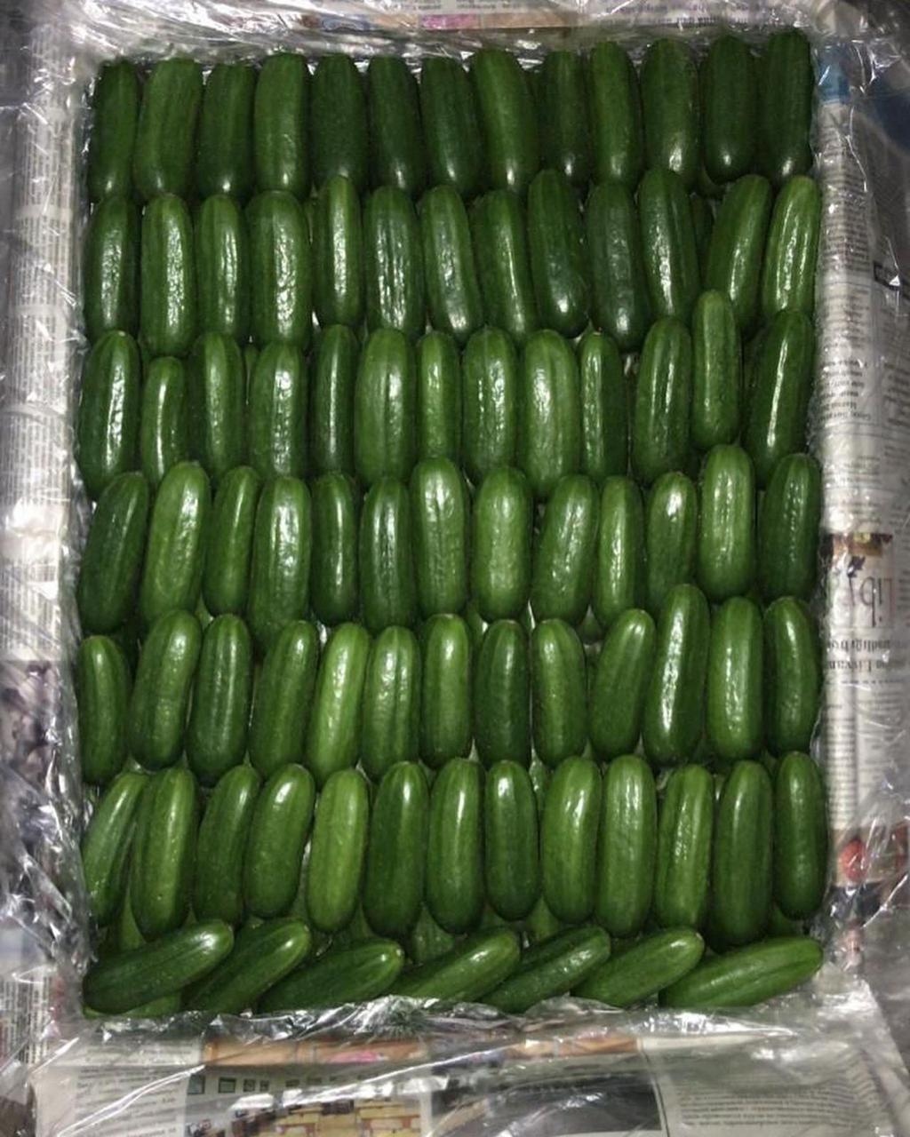 Огурцы бакинские 1